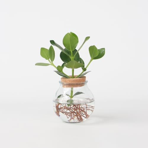 Clusia im Glas - Hydroponik - 25-35cm - Øde vaas bedraagt circa 20cm