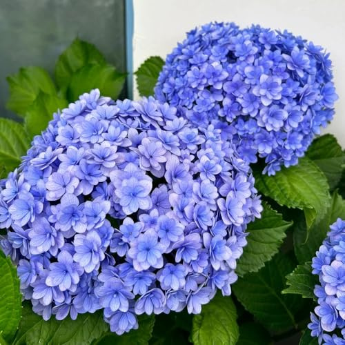 Semi di ortensia - balcone interna esotiche in vaso giardino 45pcs