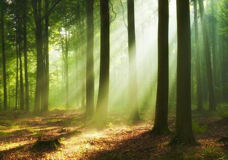 adrium Holz-Bild 100 x 70 cm: Schöner Morgen im Wald (142796254)