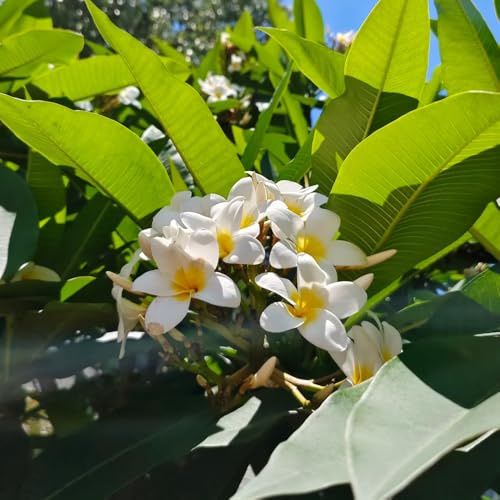 30 piezas semillas de plantas de frangipani, invernadero balcón plantas exóticas resistente planta frangipani plumeria decoración de jardín de flores silvestres para decoración de