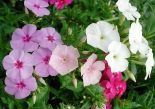 Annual Phlox Mixed Colors 50 Fresh Seeds : Package Contains seeds