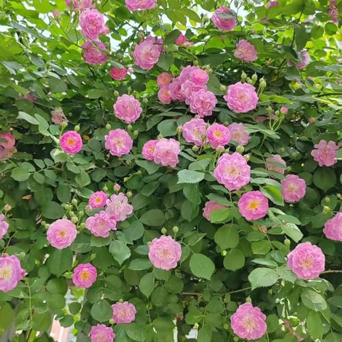 Semillas de rosal trepador resistentes fragantes rosa trepadora bonsái resistentes para el jardín decoración de balcones 100pcs
