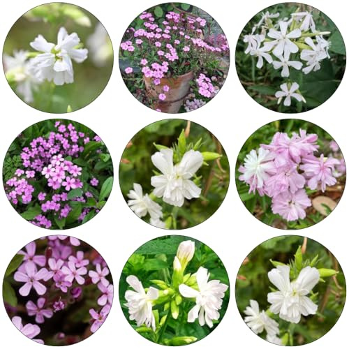 Seifenkraut schmetterlingsflieder balkonpflanzen frühling wildkräuter gartenpflanze blumensamen mehrjährig winterhart indoor kräutergarten gartensamen extrem winterharte kübelpflanzen 250samen