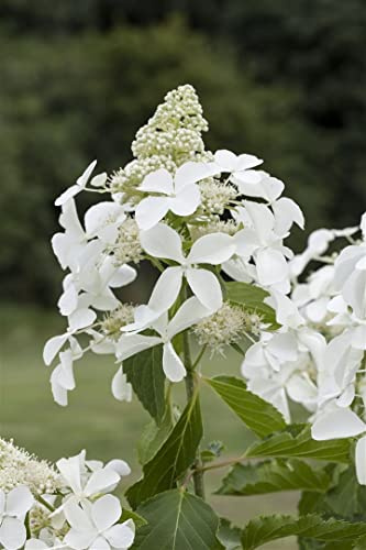 Rispenhortensie Hydrangea paniculata Kyushu 80-100 cm winterhart | Große weiße Blütenrispen, sonnig bis halbschattig, schnittverträglich, ideal für Beet, Kübel und Vorgarten