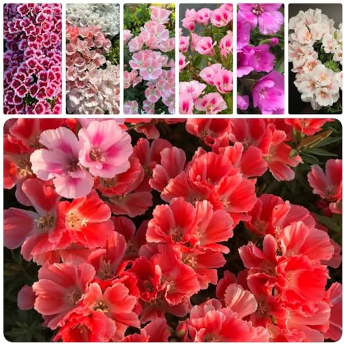 Semillas de azalea de verano - Decoración de jardín para exteriores Clarkia amoena - variedades antiguas de semillas de exterior resistentes 200pcs