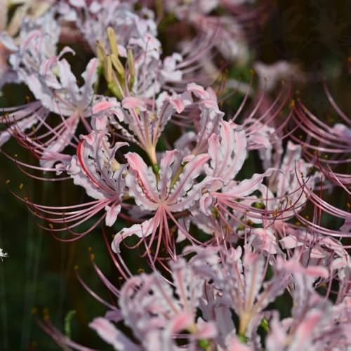 lirio araña, lirios araña, lycoris - sostenibles lirio, Lycoris radiata de balcón, decorativas en Decoraciones de jardín exteriores Cultivar 10bulbos
