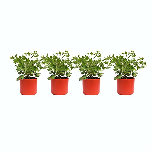 Set de 4 Plantas Antimosquitos Geranios Aroma a Citronela y Limón