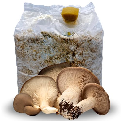 acquaverde | Kit Coltivazione Funghi Cardoncelli, Pleutorus Eryngii, Fungo della Murgia Pugliese, Micelio selezionato di Prima Scelta, Ballette da 3 Kg