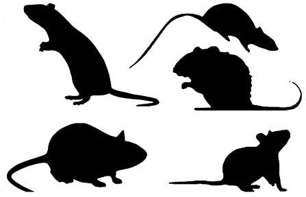 2 x Sheets Mouse/Rat Sticker Pack Variety of Styles - Light Switch - Car Sticker - Laptop Decal - Cute Stickers - Nursery Decor - Kids Stickers - Light Switch Sticker (10cm x 6.5cm Sheet Size, Black)
