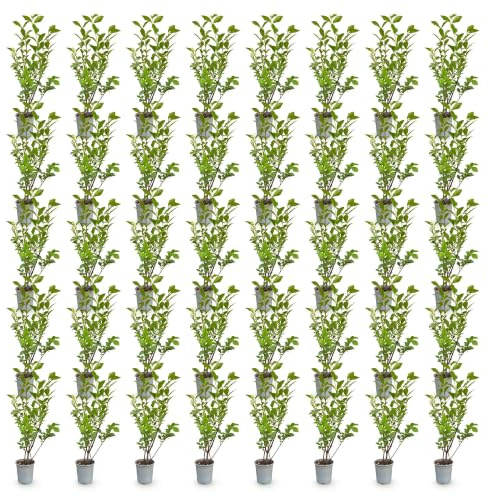 Plantas para Seto Ligustrum Ovalifolium, Verde, Pack de 40, Maceta 9cm