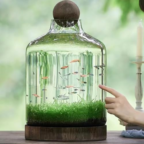 MegLob Glasaquarium Mit Holzbasis, Micro Ecoosphäre Fischtank, Transparentes Flaschenförmiger Betta Fischdarm, Mikrolandschaft Ökologisches Aquarium, Moderner Glas Goldfischtank,XL