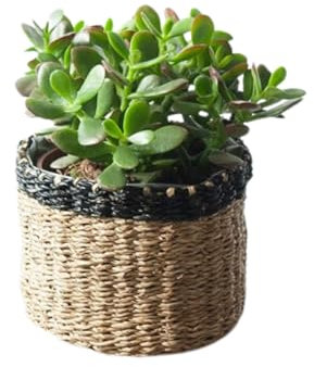 Crassula Ovata - Planta Natural del Dinero o Arbol de Jade - Ideal para decoracion hogar Plantas interior naturales Altura aprox: 15-20 cm En maceta M12