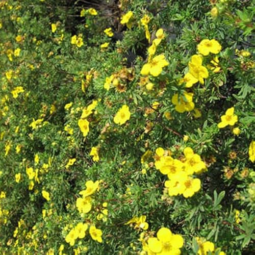 Fingerstrauch 'Goldfinger' - Potentilla fruticosa 'Goldfinger' - 25-30 cm Topf - Gelb blühender Zierstrauch
