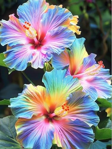 Ibisco vivo cangiante (Hibiscus mutabilis) per giardini esterni, arbusti di rosa del cotone-1 Radici di ibisco-D