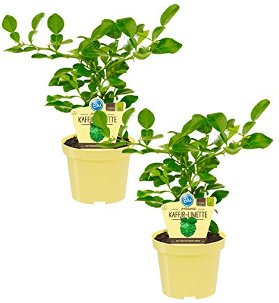 Bio zitronige Kaffir-Limette, (Citrus hystrix), Kräuter Pflanzen aus nachhaltigem Anbau (2 Pflanzen, je im 12cm Topf)