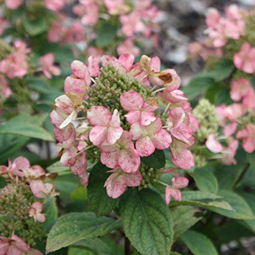 Hydrangea Paniculata 'Dart's Little Dot'- Hortensia paniculé 'Dart's Little Dot' 30-40 cm en conteneur
