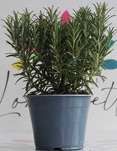 Rosmarino eretto in confezione da 8 piante