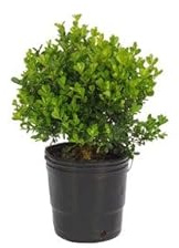 Buxus Planta Arbustiva para Crear Setos Naturales Perfecta para Jardines