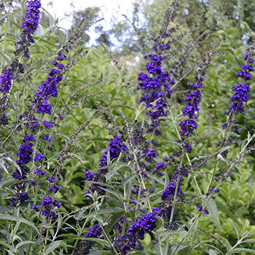 Hardy Shrub Buddleia ‘Black Knight’ Flowering Butterfly Bush, Dwarf Potted Garden Plants Ideal for Cottage Gardens, Walls, Fences, Patio and Containers (1 x 3.5 Litre Pot)