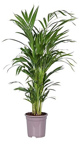 Palmera de Interior Natural Grande Altura 85-90cm Palma Areca Dypsis Lutescens Planta de Interior