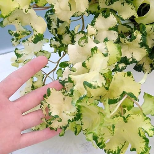 semi di edera a crescita rapida - Ivy Vines - giardino liane decorazione giungla di edera, resistenti rustiche per balconi 600pcs