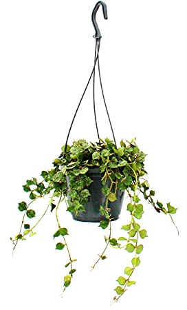 exotenherz Zimmerpflanze zum Hängen - Hoya curtisii - Wachsblume 14cm Ampel