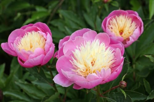 Peony Plants, 'Bowl of Beauty', 2 x Large Plants in 2 Litre Pots, Peonies, Garden Flowers, Paeonia, Garden Ready and Ready to Plant, Premium Quality Perennial