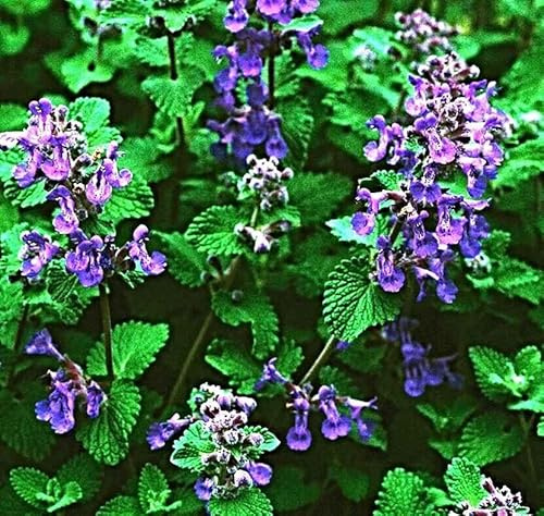 echte Katzenminze Samen, Catnip, unwiderstehlich für Katzen (100 Samen)