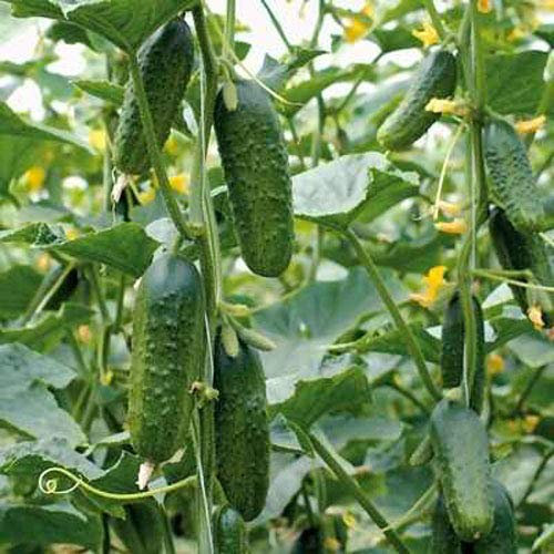 Einmachgurken SMR 18 25 x Samen aus Portugal 100% Natur (ohne Chemie) handgepflückt und sonnengetrocknet/Massenträger ideal zum Einlegen