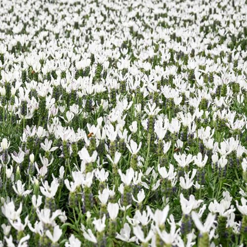 Semi di lavanda resistente - giardino balcone esotico 500pcs
