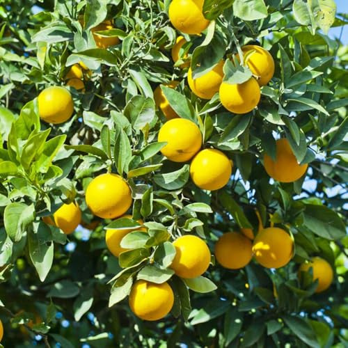 orangenbaum pflanztopf balkongarten zimmerpflanzen Citrus topfpflanzen mandarinenbaum baumsamen hochbeete für garten obstpflanzen topfpflanzen draußen winterhart dekopflanzen obstbäume 550samen