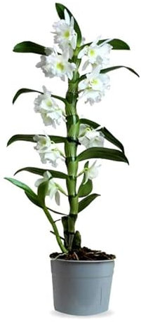 Orquídea Dendrobium Nobile (1 vara de flores) - Planta viva de interior