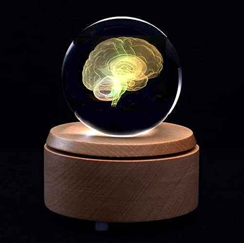 UIGJIOG Bola De Cristal 3D Cerebro Humano Modelo Anatómico Pisapapeles Grabado con Láser con Base LED Colorida Regalo De Ciencia,6x6x10cm