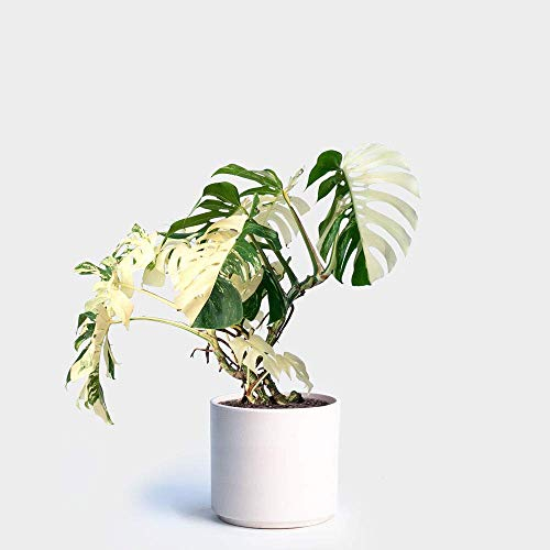 Seeds 50pcs White Monstera Palma Seeds Turtle Bonsai Home Decor Garden Vase
