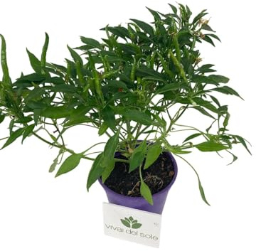 Peperoncino piccante Pianta prodotta da Vivai del Sole vaso diametro cm 14