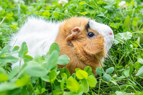 25 qm Kleintier Futterwiese Samenmischung Samen zur Aussaat mit 26 verschiedenen Blumen- und Wildkräutersorten für Meerschweinchen, Kaninchen, Schildkröten