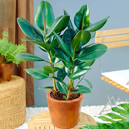 Ficus Robusta - Albero della Gomma | Pianta d'appartamento di Alta Qualità in Vendita | 30-40 cm