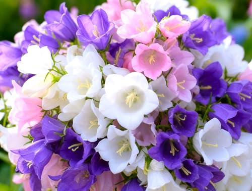 Canterbury Bells Campanula Medium Seed Mix 100+ Seeds Mixed Colors English Bluebell Wild Hyacinth Wood Bell Seeds for Garden