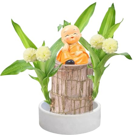 Planta De Madera Brasileña Viva | Decoración Vegetal Para Escritorio Y Hogar - Germinación: 30-60 Días, Crecimiento Estable Con Poca Luz, Purificación Del Aire Para Sala De Yoga, Dormitorio, Baño