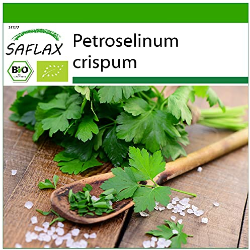 SAFLAX - BIO - Prezzemolo liscio - 600 semi - Petroselinum crispum