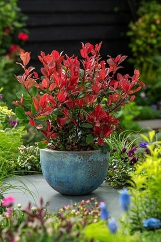 Photinia x fraseri Little Red Robin Photinia nana da siepe pianta sempreverde in vaso ø18 cm Vivaio di Castelletto