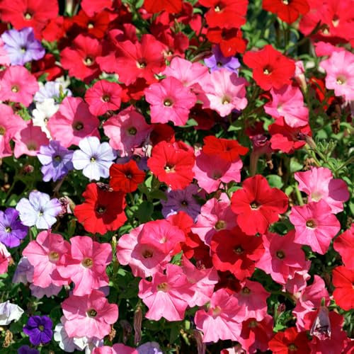 Petunia F2 Colorama Mixed Seeds – Easy to Grow – Must Have for Beddings & Containers – Half Hardy Annual – for Your Beautiful Garden