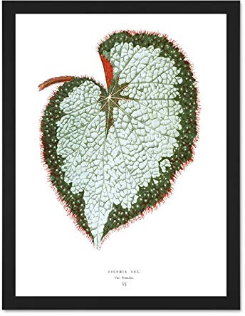 Wee Blue Coo Leaf Begonia Rex Var Grandis Large Framed Art Print Wall Poster 18x24 inch