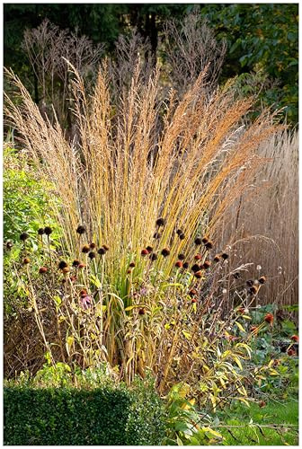 Stauden Gänge 1 x Molinia arundinacea 'Karl Foerster' Hohes Pfeifengras | Hohes Ziergras für Sonne bis Halbschatten, Blüte Juni bis August, mehrjährig, 1 L Topf (11x11 cm)