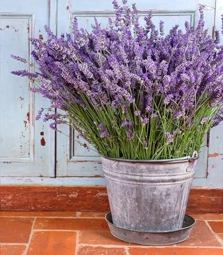 English Lavender 300 Seeds + Freebie + Plant tag - Lavandula angustifolia