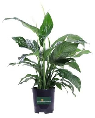 Espatifilo Natural Único Una Planta de Interior que Siempre Impresionará