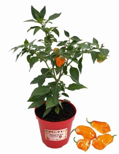 P. Piantine da Orto | Peperoncino Habanero Peach, Pianta in Vaso Diametro 14 cm, Pianta Pronta per il Trapianto, Pianta Vera, Frutta da Mangiare, Vivaio Italiano