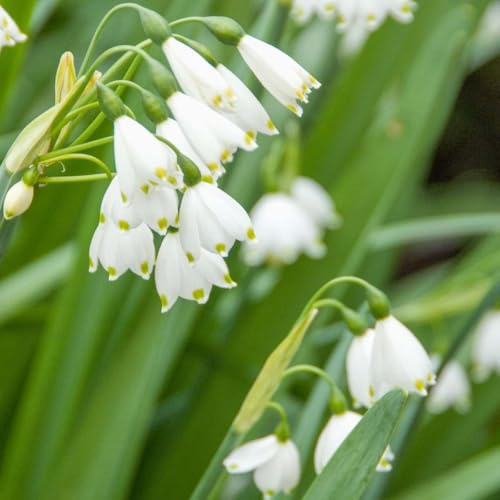 Plant in a Box - Leucojum Aestivum - Bulbi x20 - Campanula Estiva - Bulbi da Fiore per Giardino, Terrazza o Balcone