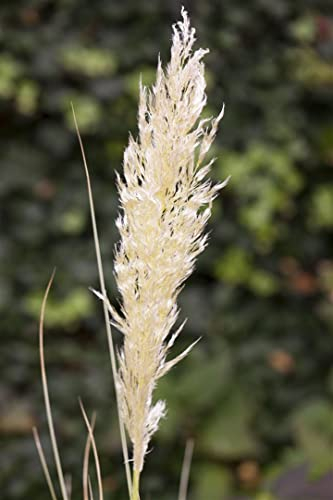 Cortaderia selloana 'Comet' – Winterhart, Mehrjährig, Pflegeleicht – Pampasgras – Ziergras für Garten & Kübel
