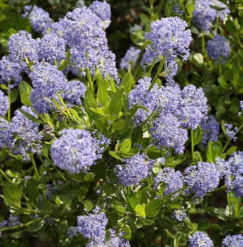 Immergrüne Säckelblume `Victoria´, Ceanothus impressus, 30-40cm im 3L-Topf